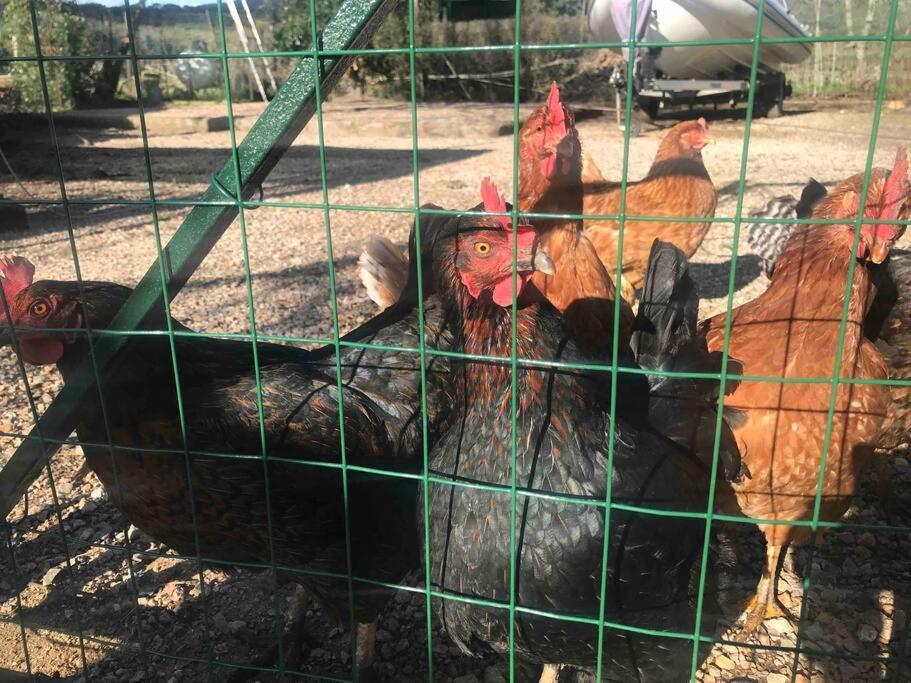Agriturismo Il Sorbino - Appartamento Da Cocca Pian d'Alma Экстерьер фото