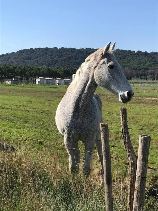 Agriturismo Il Sorbino - Appartamento Da Cocca Pian d'Alma Экстерьер фото