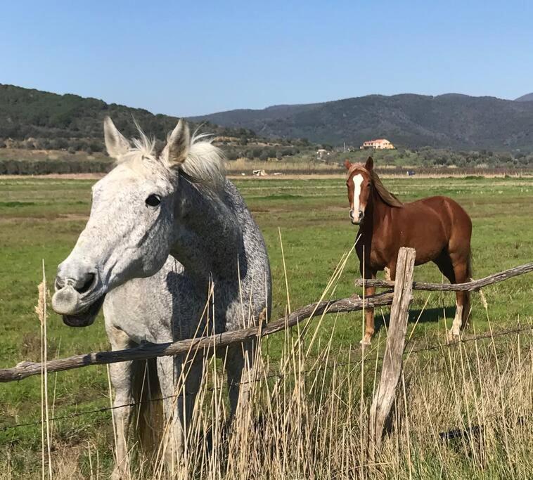 Agriturismo Il Sorbino - Appartamento Da Cocca Pian d'Alma Экстерьер фото